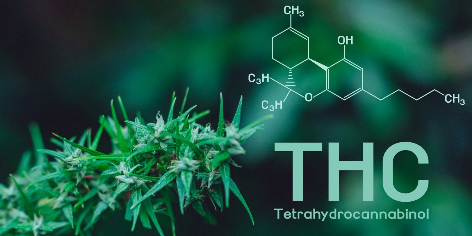 thc-a flower